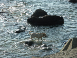 東海の小島の磯の白波に、犬、鳴き濡れて蟹とたはむる