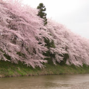 霞城公園の桜　2008年