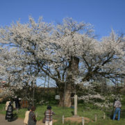 お達磨の桜　－2009年－