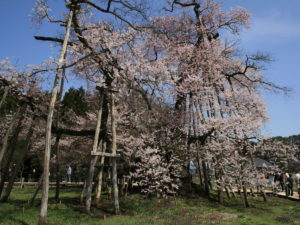 あまり、元気が感じられない。：長井市、伊佐沢の久保桜 －2009年4月18日－