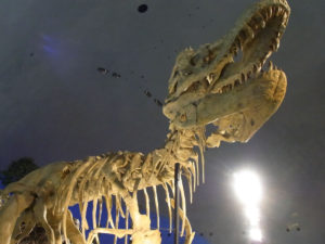 Tレックスの骨格：福井県立恐竜博物館に行く。