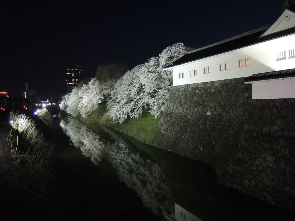 霞城公園の桜 2012年