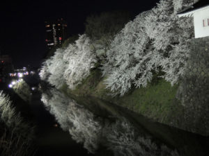 二ノ丸東大手門より南側：霞城公園の夜桜：2012年4月28日