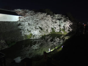 東大手門より北側：霞城公園の夜桜：2012年4月28日