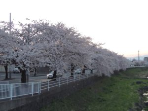 山形市、馬見ヶ崎川の桜並木 ー 2012年