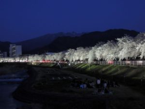 河原では宴会のグループも：山形市、馬見ヶ崎川の桜並木 ー 2012年
