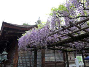 春日大社の砂ずりの藤：奈良、春日大社を参詣