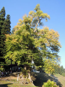 向川寺の桂：「真下慶治記念美術館」主催の最上川研修 – 2012
