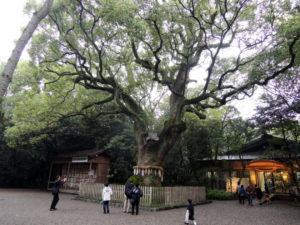 楠のご神木：名古屋の熱田神宮を参拝しました