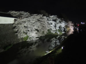 東大手門から北側のお堀：山形市、霞城公園の夜桜　2014年