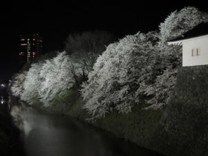 東大手門から南側のお堀：山形市、霞城公園の夜桜　2014年