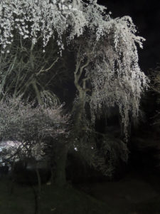 枝垂桜も：山形市、霞城公園の夜桜　2014年