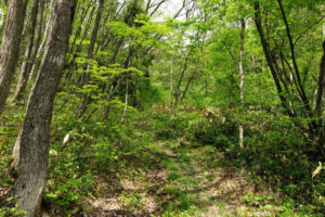 こんな感じの道が続く