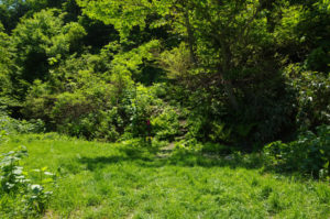 やっとここから、本格的な登山道