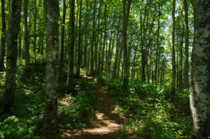 ブナ林が気持ちイイ