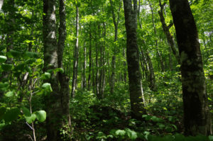 ブナの森が美しい