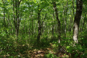 気持ちよくトレッキング