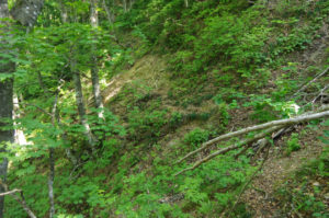 左側は数十メートルの高さの崖