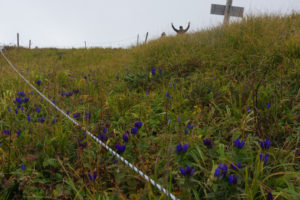 ミヤマリンドウか？：月山に登る　2014年－姥沢コース－