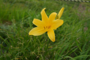 ニッコウキスゲ：月山に登る　2014年－姥沢コース－
