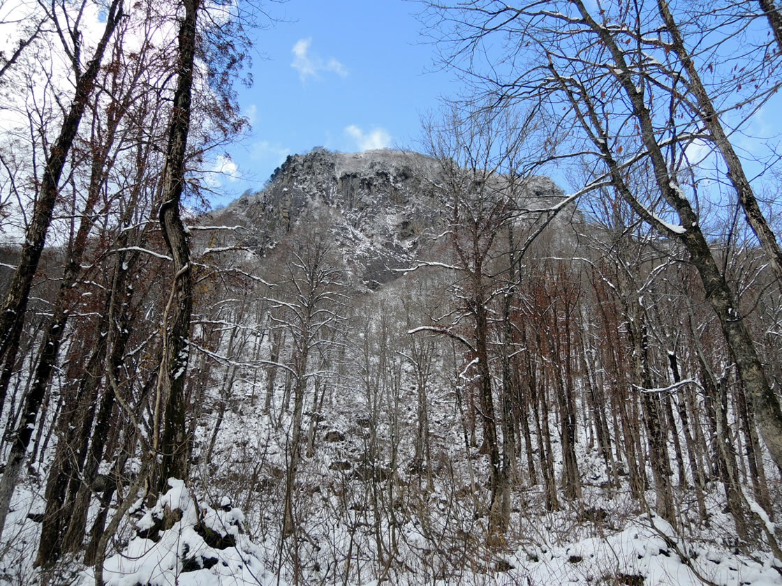 真室川町の女甑山周辺で見た大カツラ － 2014年11月
