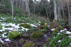 この先に水場がある：県民の森から白鷹山に登る － 2014年11月
