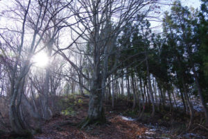 ブナの大木がある：県民の森から白鷹山に登る － 2014年11月