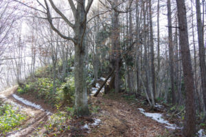 右の道を行く：県民の森から白鷹山に登る － 2014年11月