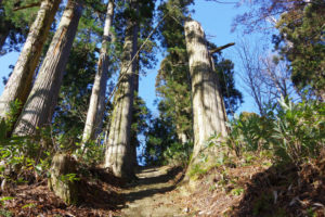 階段が十数メートル続く：県民の森から白鷹山に登る － 2014年11月