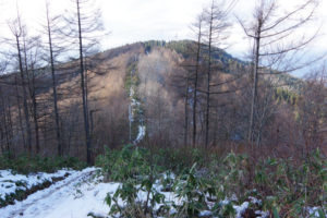 北側の斜面を下って登る：県民の森から白鷹山に登る － 2014年11月