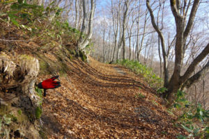 日差しが温かい：県民の森から白鷹山に登る － 2014年11月