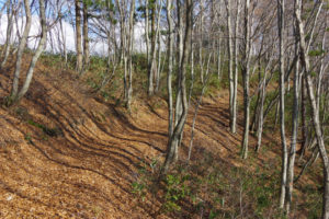 気持ちの良い遊歩道が続く：県民の森から白鷹山に登る － 2014年11月