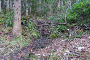 水場：県民の森から白鷹山に登る － 2014年11月