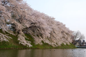 霞城公園の桜－2016年：時間はそろそろ日没