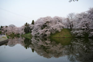 霞城公園の桜－2016年：霞城公園北側の桜