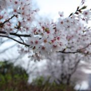 山形市 霞城公園の桜－2016年
