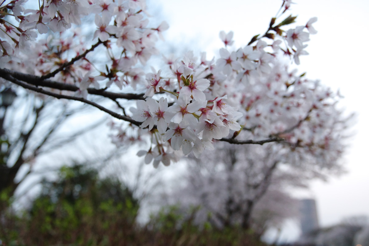 山形市 霞城公園の桜－2016年