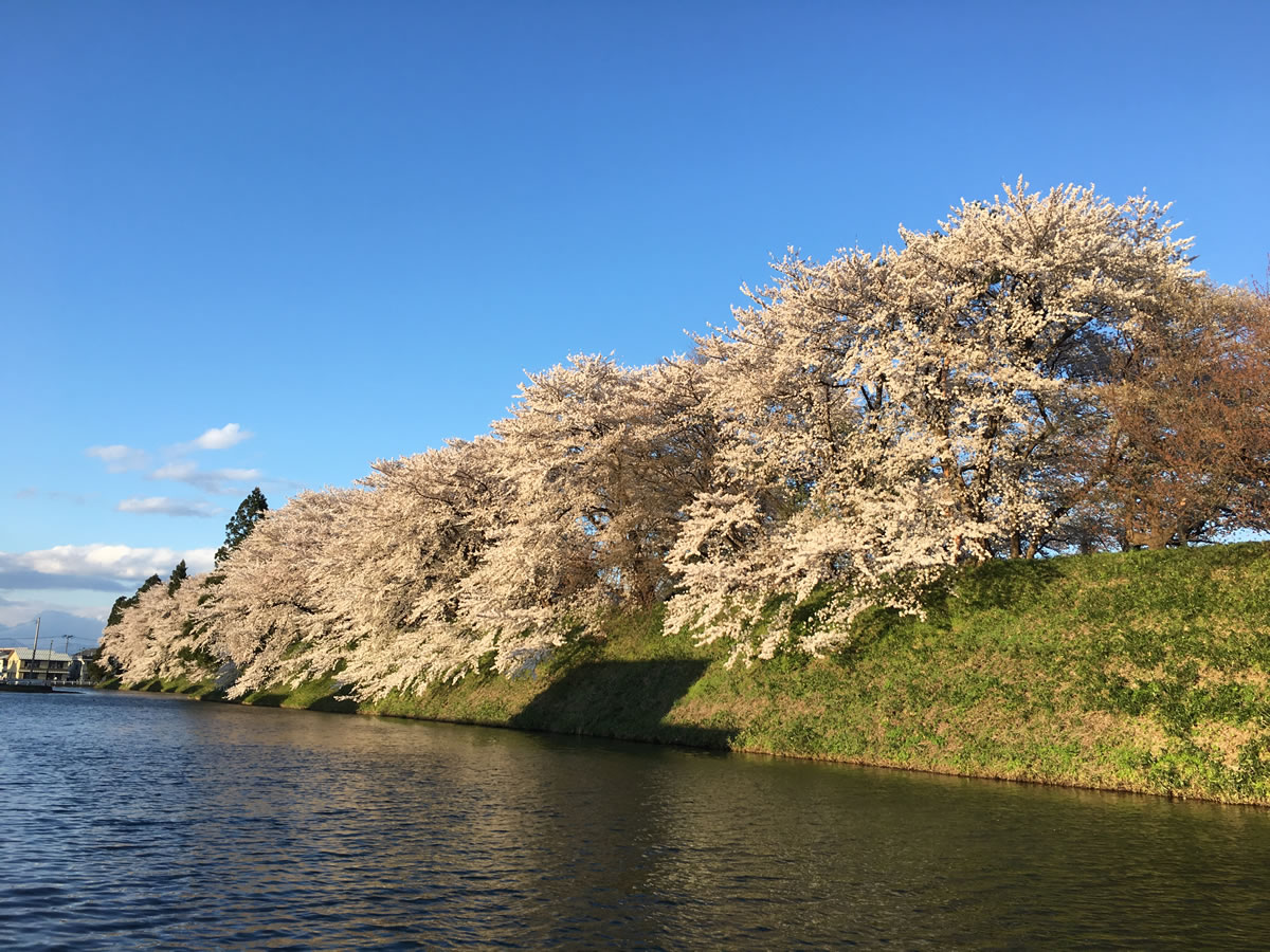 霞城公園の桜　2017年