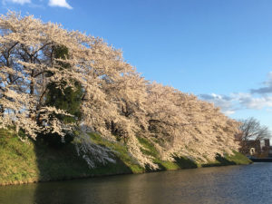 お堀の西側の桜を真ん中ぐらいから南へ向かって：霞城公園の桜　2017年