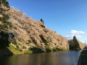 お堀の西側の桜を北から南へ向かって：霞城公園の桜　2017年