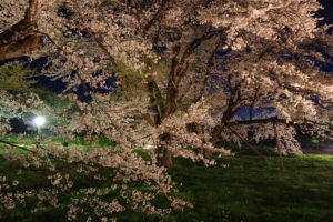 お達磨の桜－夜桜　2017年（その2）