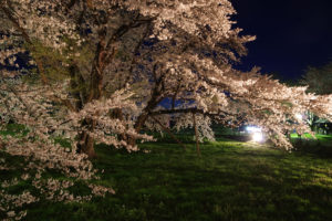 お達磨の桜－夜桜　2017年（その3）