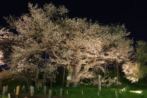 お達磨の桜－夜桜　2017年（その4）