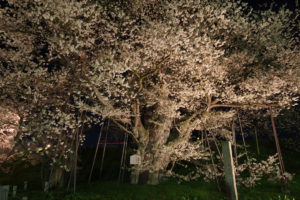 お達磨の桜－夜桜　2017年（その5）