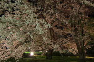 お達磨の桜－夜桜　2017年（その6）