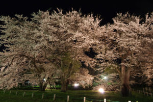 お達磨の桜－夜桜　2017年（その7）