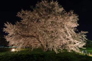 お達磨の桜－夜桜　2017年（その8）