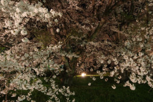 お達磨の桜－夜桜　2017年（その9）
