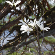 村山市の甑岳：タムシバの花が見ごろ