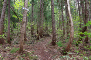 歩きやすい登山道：村山市の甑岳（こしきだけ）